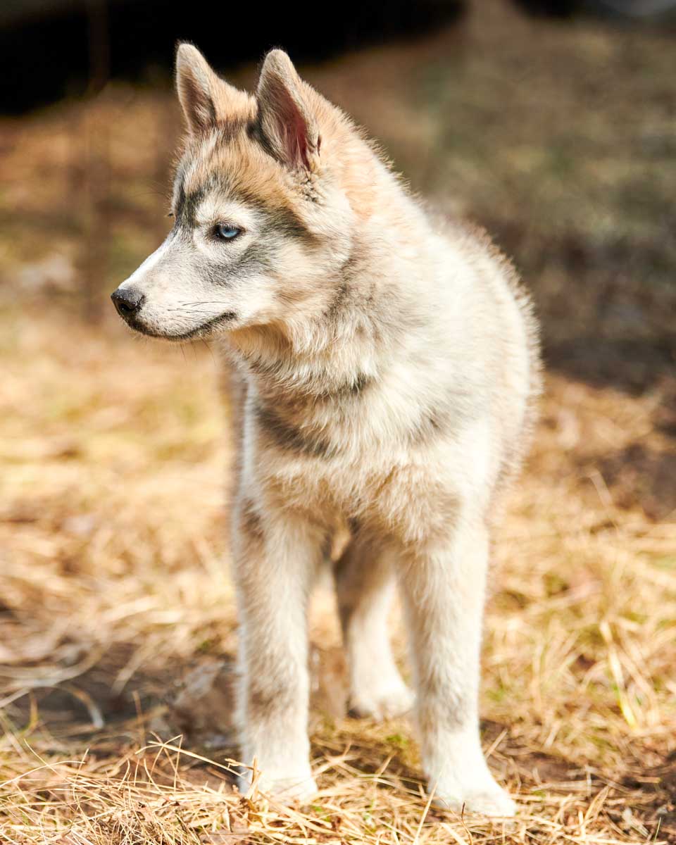 Husky-sled-dog-puppy-seen-near-Rovaniemi, Finland