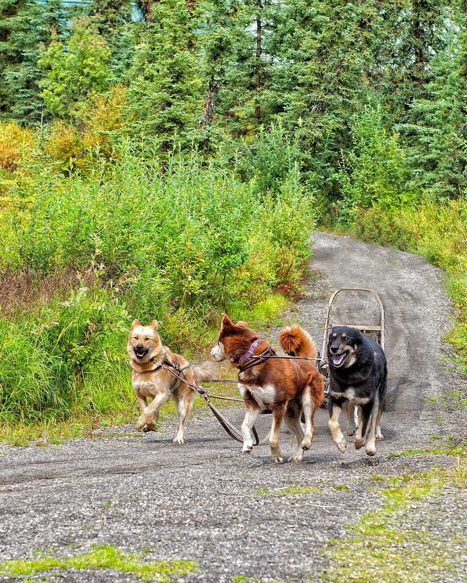 Husky sled dogs seen running near Juneau Alaska