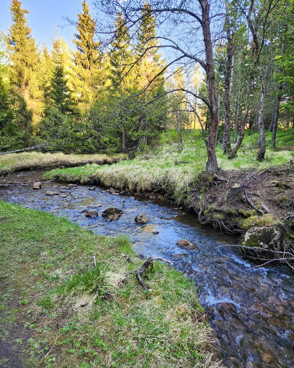 Kjarnaskógur Forest in Akureyri, Iceland (2)