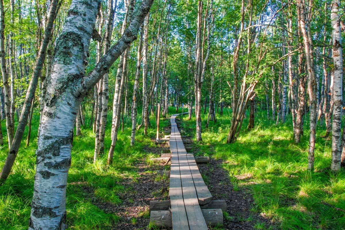 Koivusaari nature trail by Rovaniemi, Finland (3)