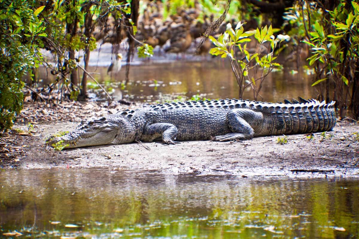 Large crocodile seen near Darwin Australia