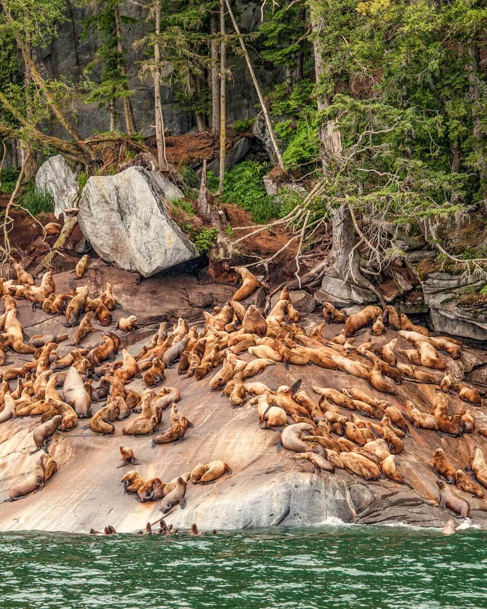 Lynn Canal and sea lions seen on a tour from Skagway Alaska