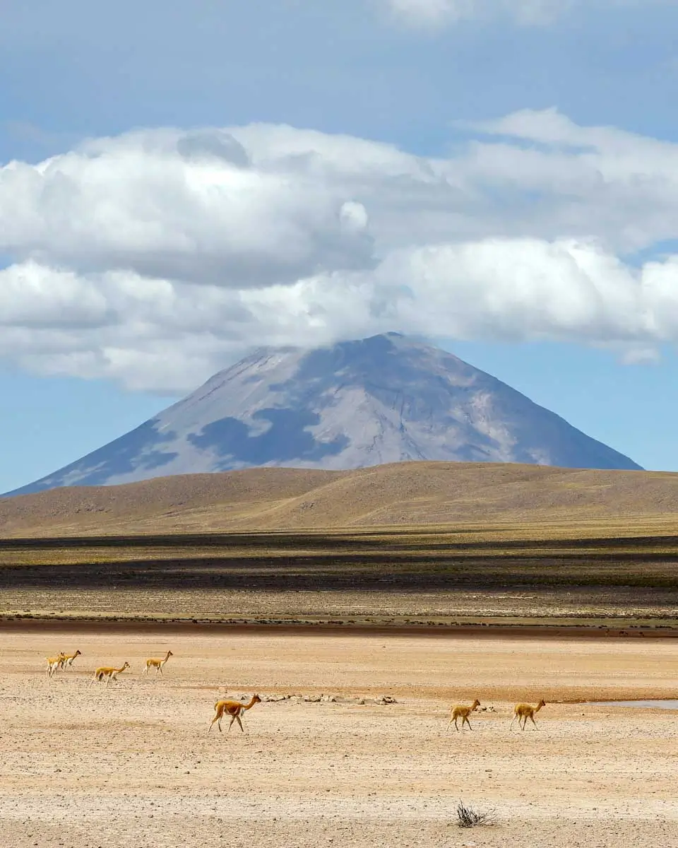 Misti Volcano in Salinas National Resereve on a tour from Arequipa, Peru (3)