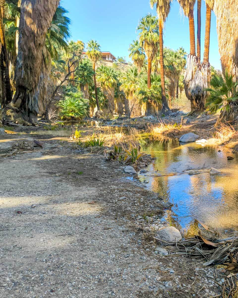 Palm trees in Indian Canyons near Palm Springs California 2