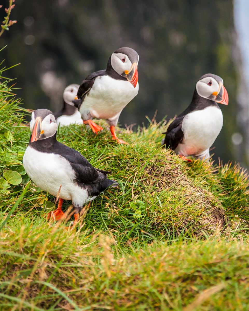Puffins seen on Vigur Island seen on a tour from Isafjordur, Iceland