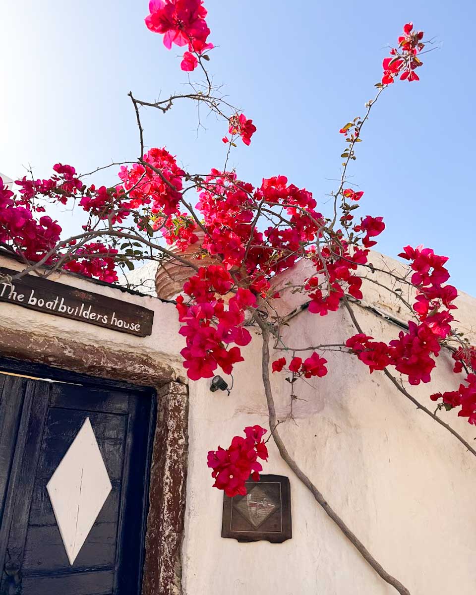 Bright Pink bougainvillea flowers outside the Boat Builders House in Oia, Santorini
