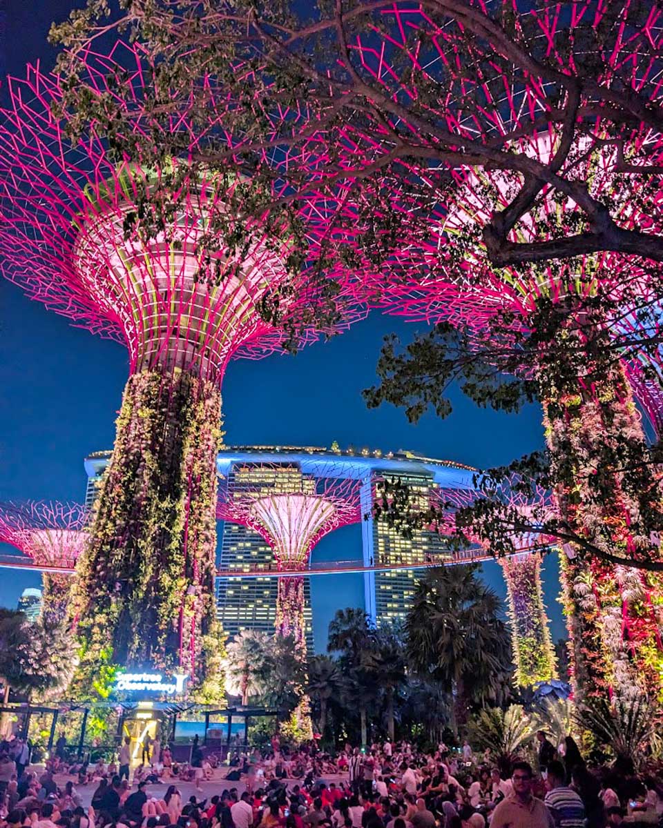 The Supertrees glowing at night in Gardens by the Bay