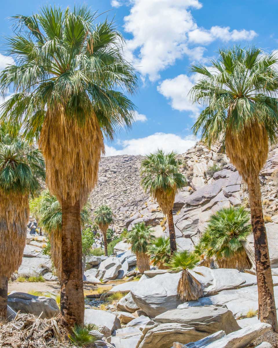 View of Indian Canyons located near Palm Springs California