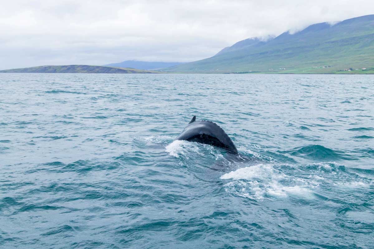 Whale watching from Akureyri, Iceland