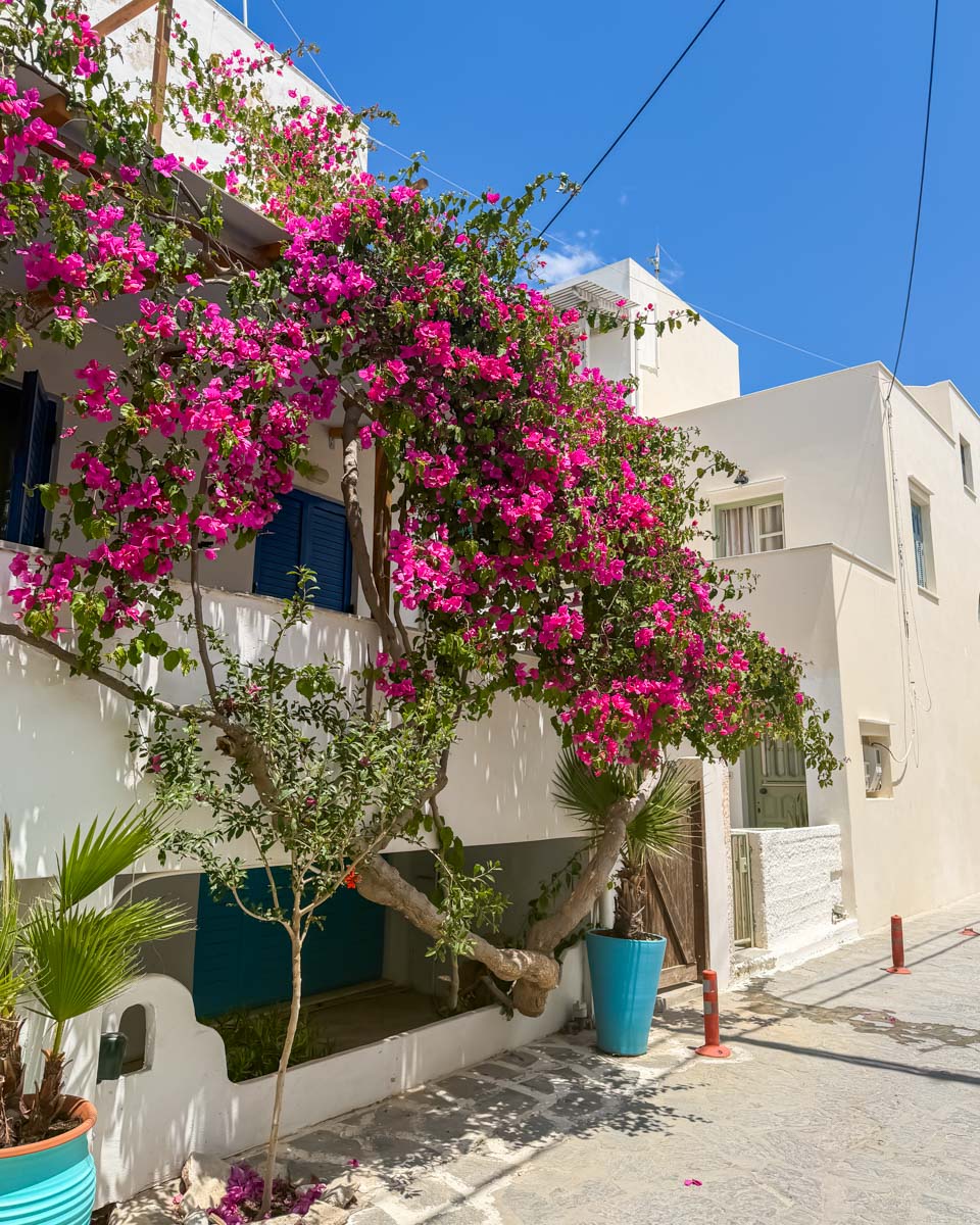 Whitewashed buildings with pink bougainvillea in Naxos Greece on Hannah trip