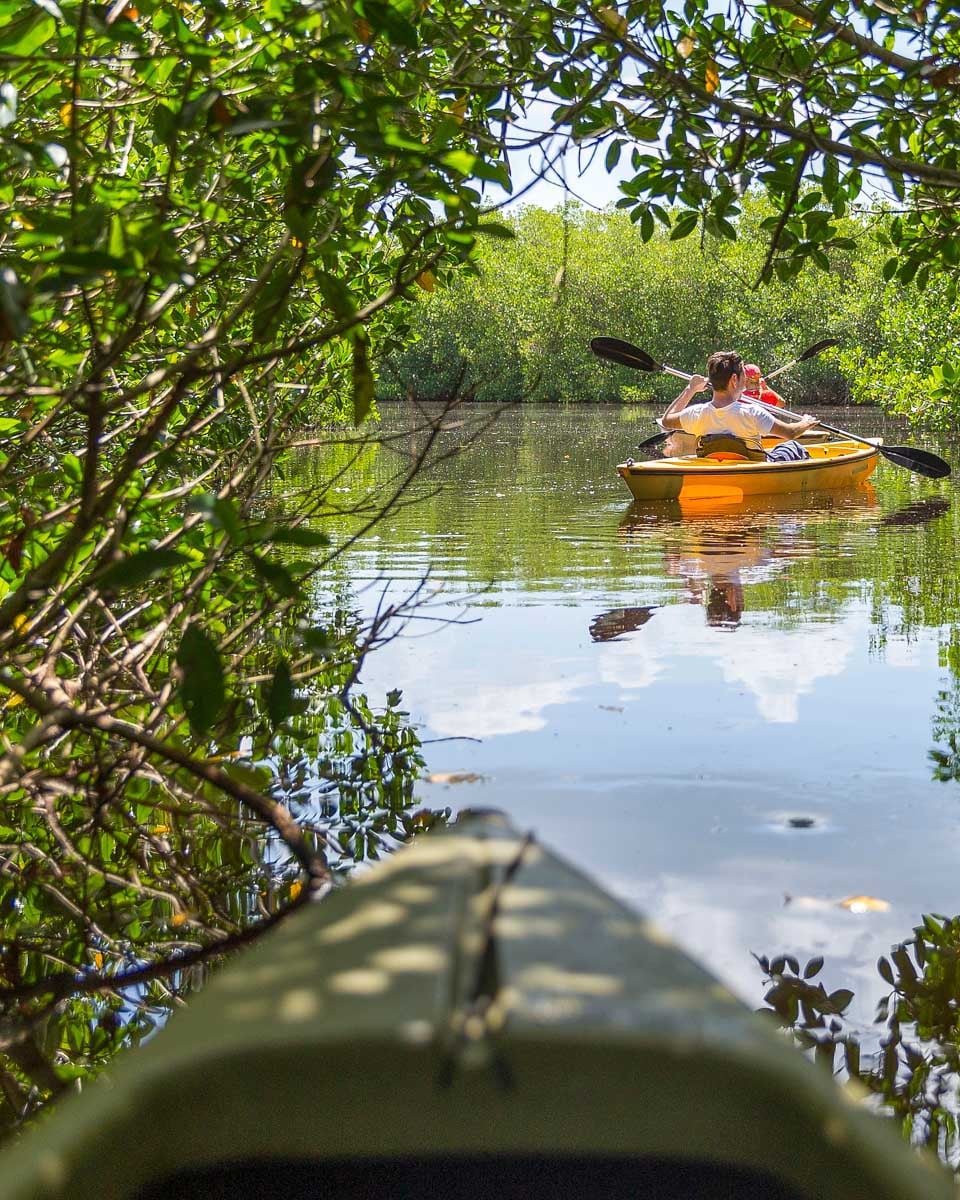 Person kayaking through the mangrove forest on a guided tour in Singapore