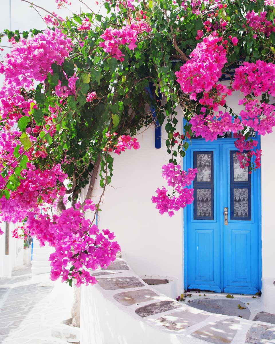Whitewashed house with a blue door and pink bougainvillea in Paros
