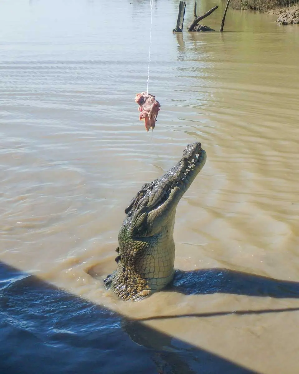 A-crocodile-jumps-out-of-the-water-at-Litchfield-National-Park-on-a-tour-from-Darwin-Australia (2)