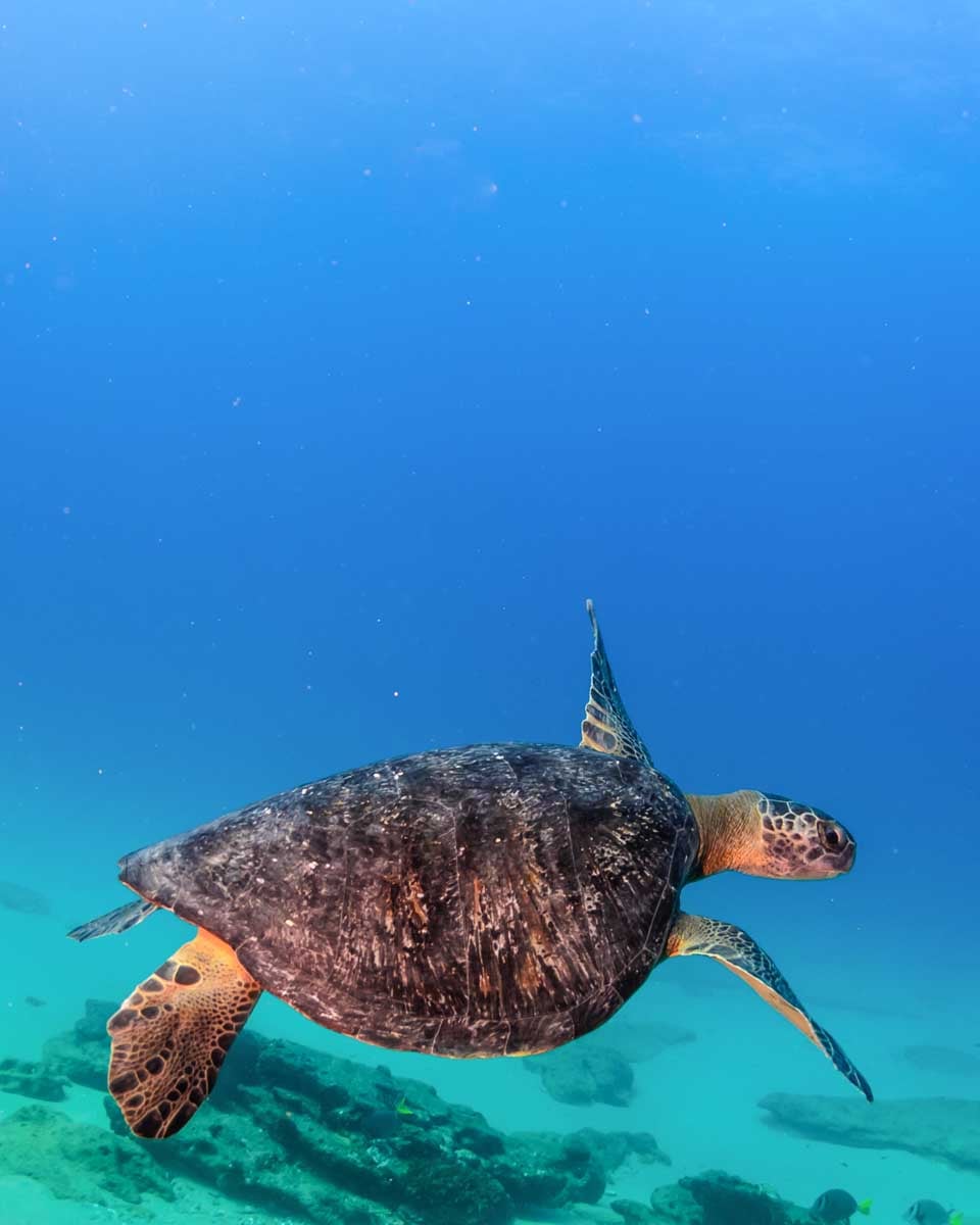 A green sea turtle seen while scuba diving in the Philippines