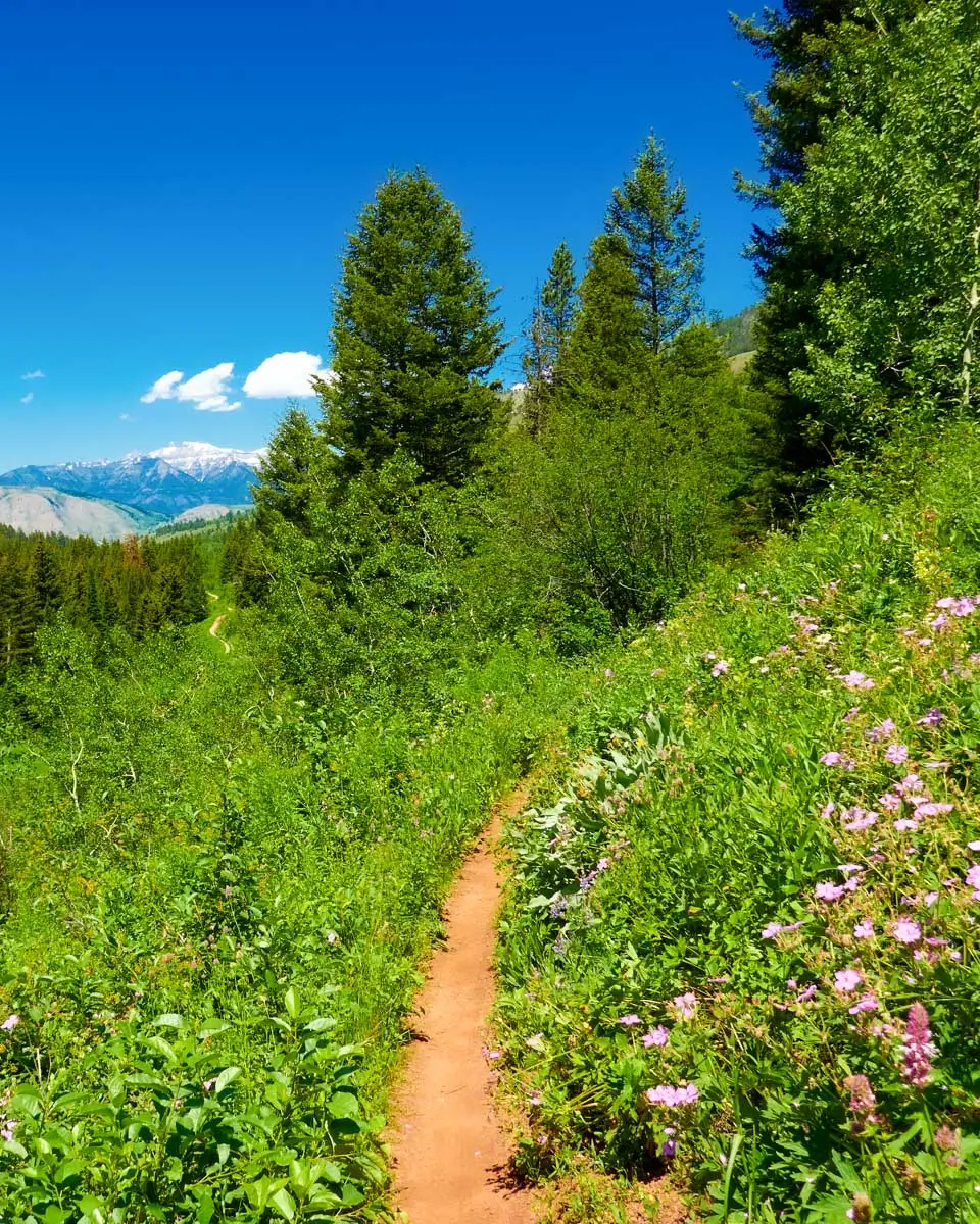 A hiking trail near Jackson Hole Wyoming