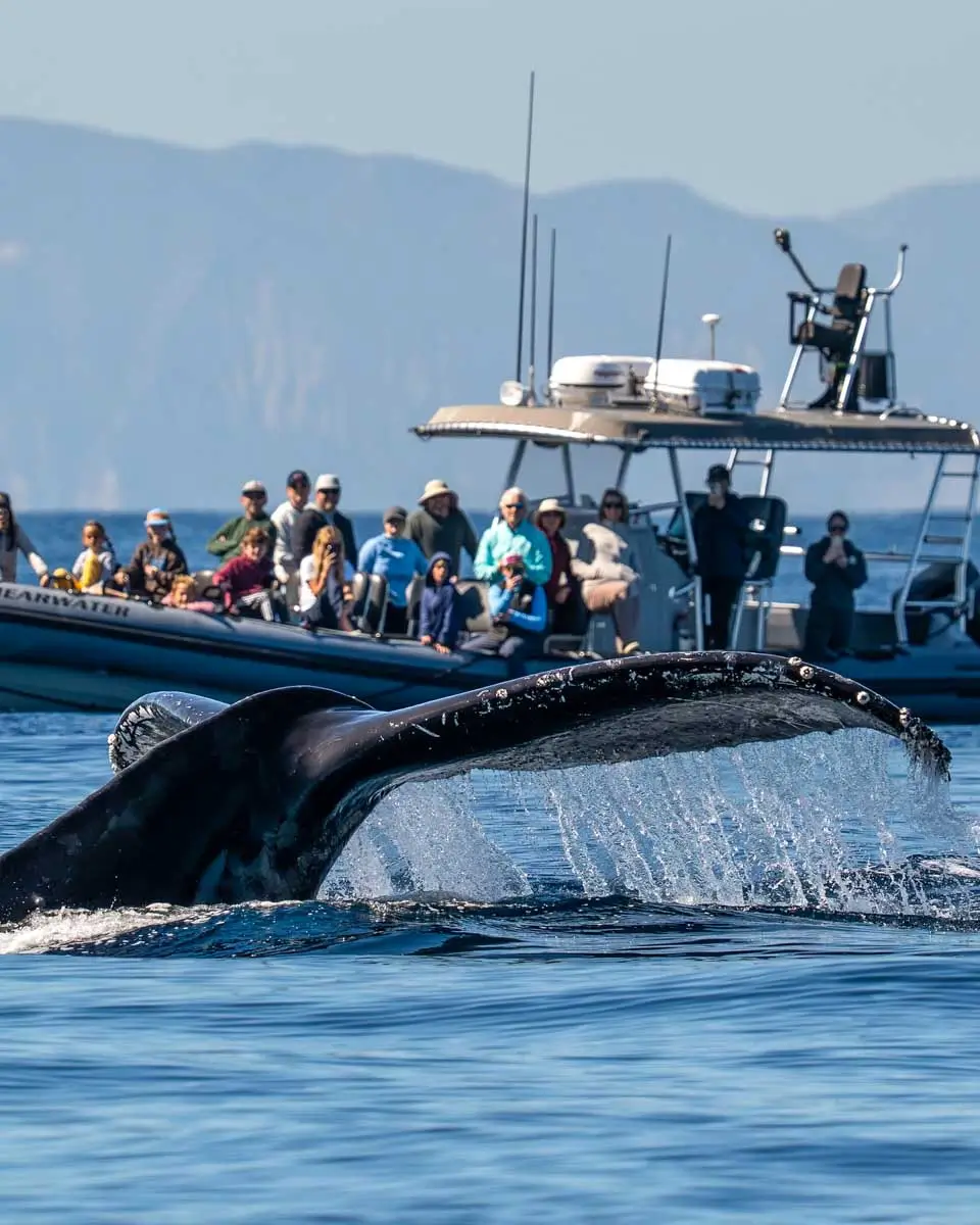 A humpback whale spotted on a tour in Newport Beach