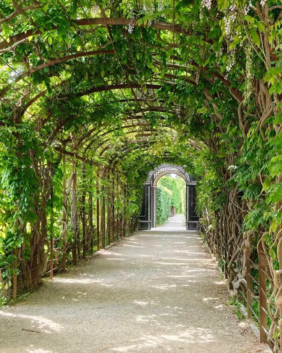 Tree-lined pathway in Schönbrunn Gardens, Vienna, Austria