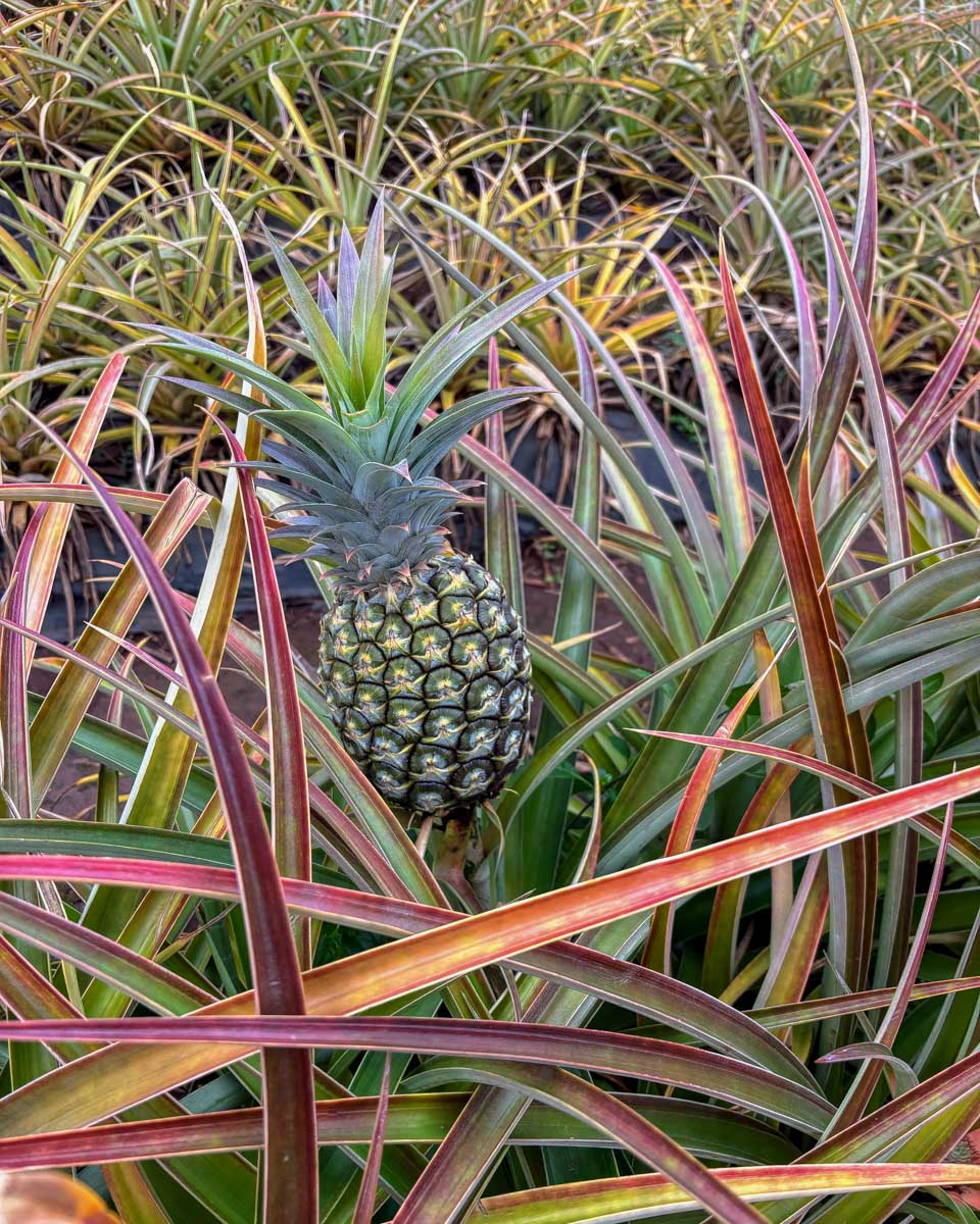 A-pineapple-at-Arruda-Pineapple-Plantation-in-Sao-Miguel-Portugal