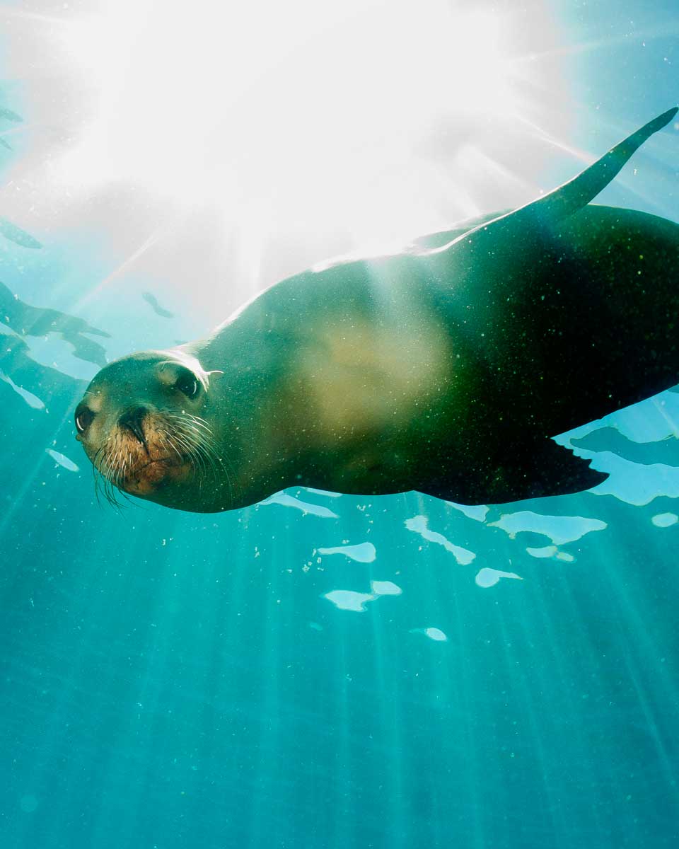 A-sea-lion-swims-underwater-in Seward Alaska