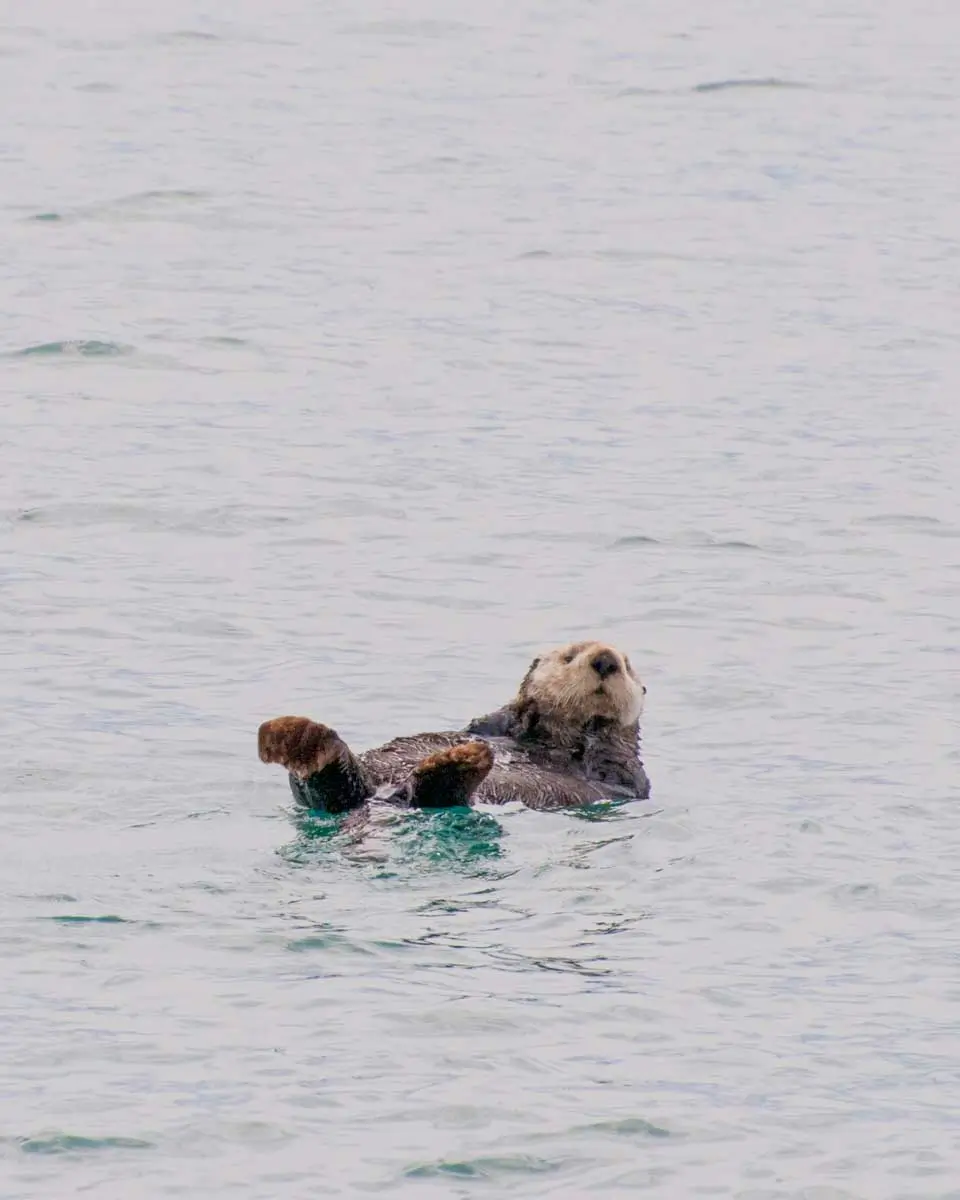 A sea otter in Northwestern Fjord near Seward Alaska