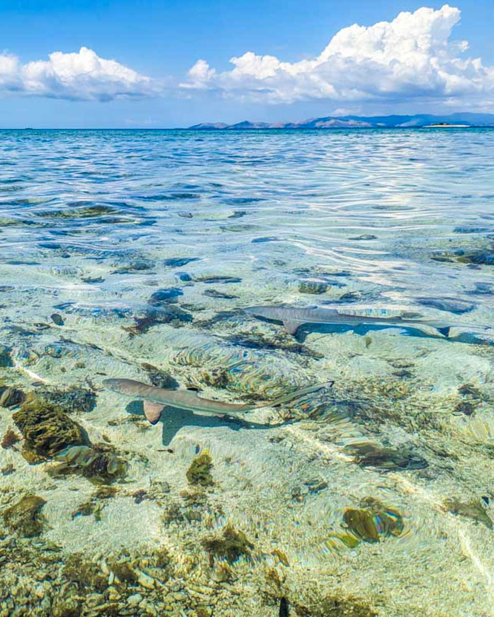 A-small-reef-shark-swims-in-the-shallow-waters-of-the-Mamanuca-Islands-Fiji
