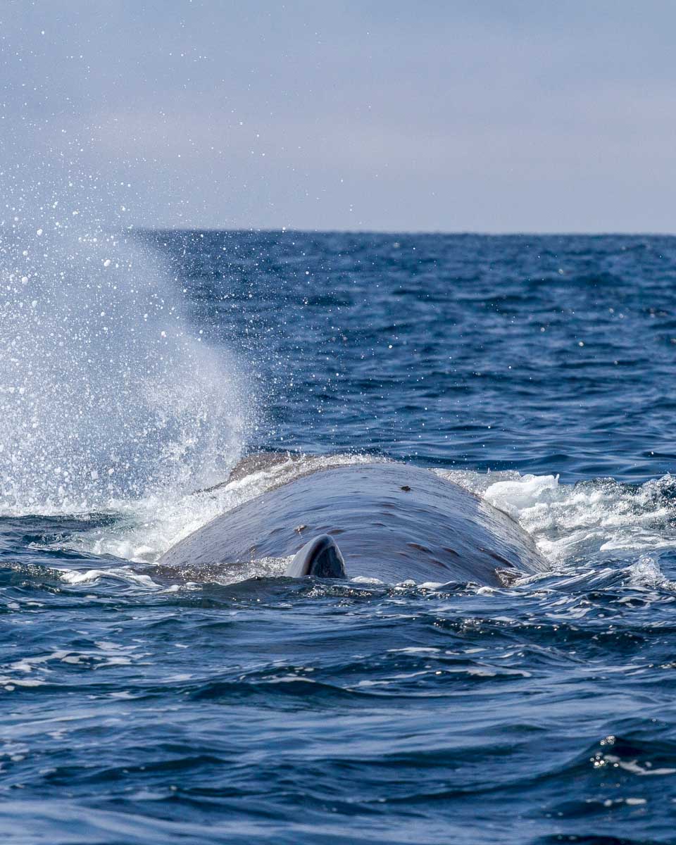 A-sperm-whale-seen-on-a-whale-watching-tour-in Azores-Portugal