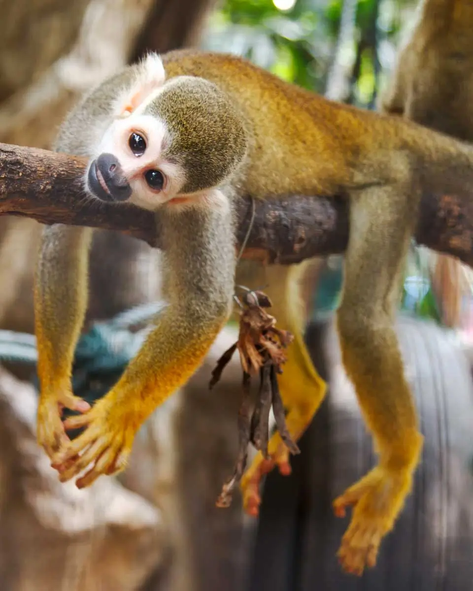 A squirrel monkey seen in Punta Cana, Dominican Republic 3