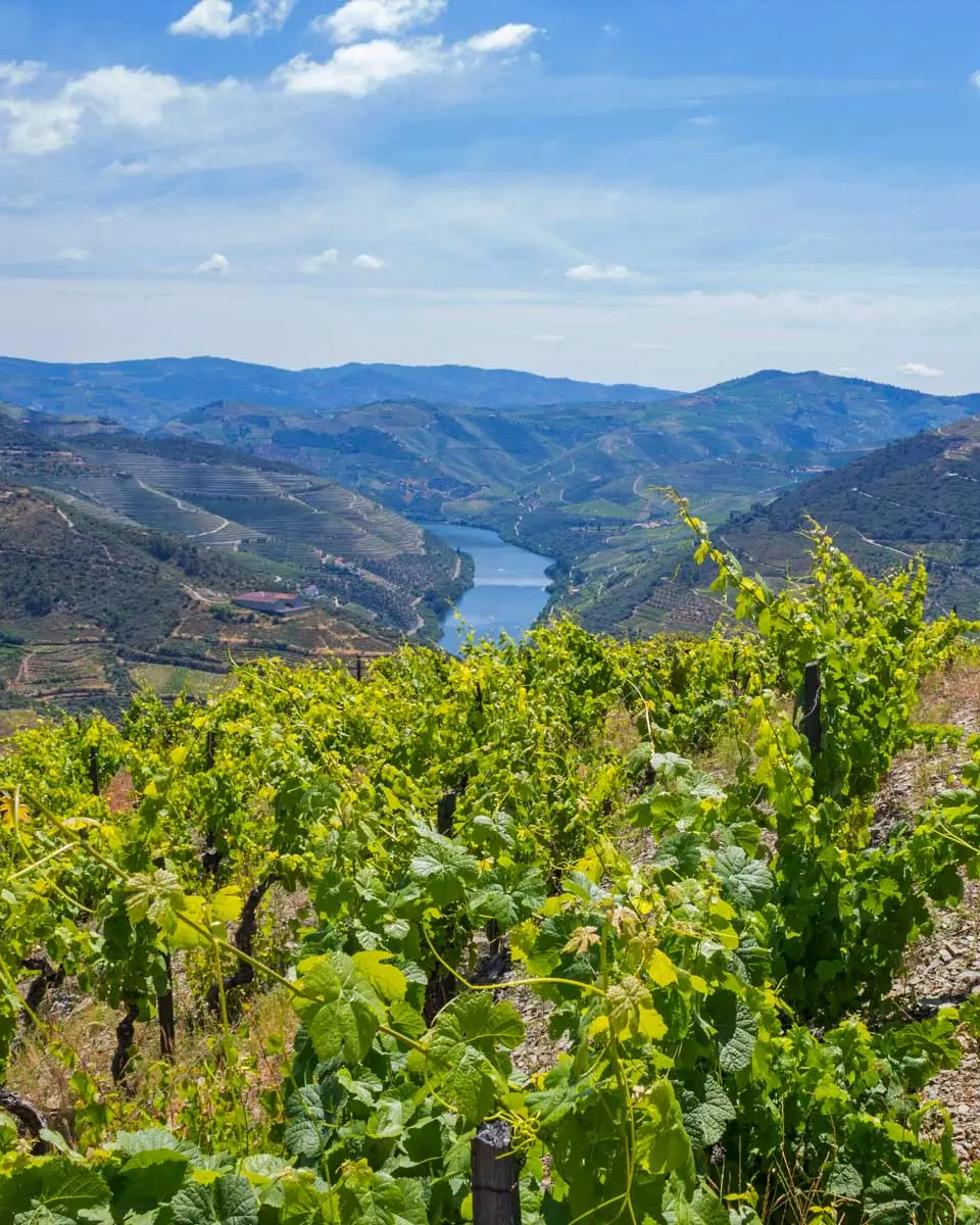 A vineyard in Douro Valley on a tour from Porto Portugal (1)