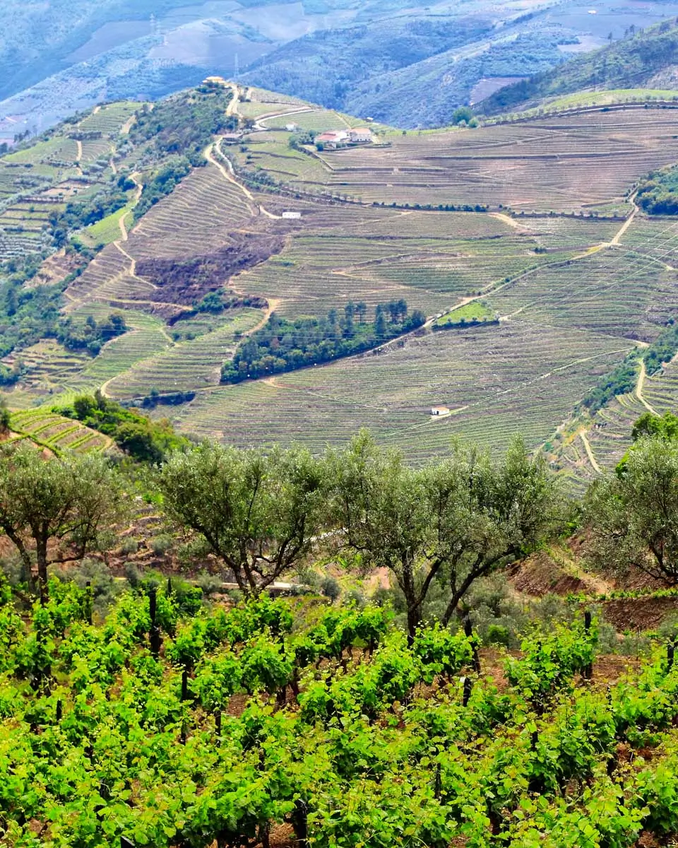 A vineyard in Douro Valley on a tour from Porto Portugal (2)