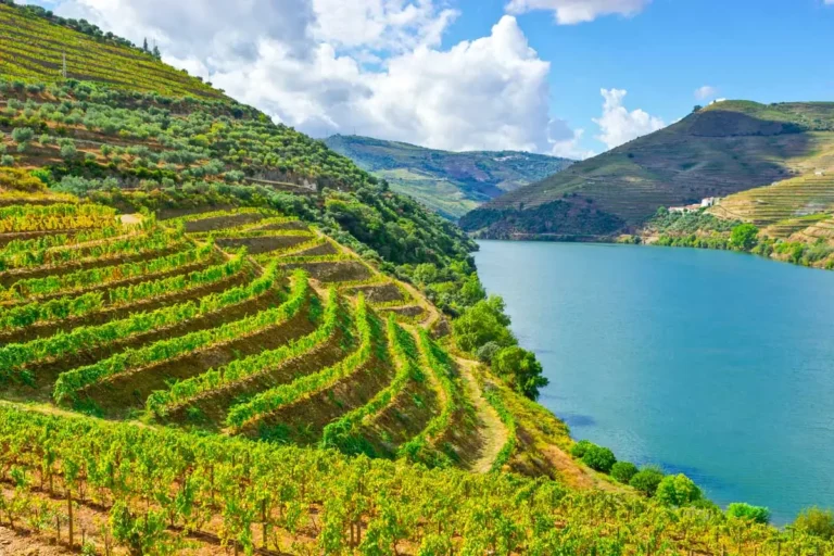 A vineyard terrace seen in Douro Valley on a tour from Porto Portugal