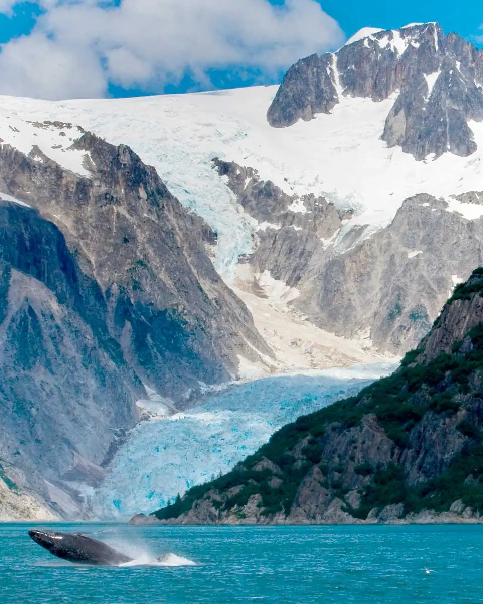 A whale and Northwestern Glacier in Kenai Fjords National Park on a tour from Seward Alaska