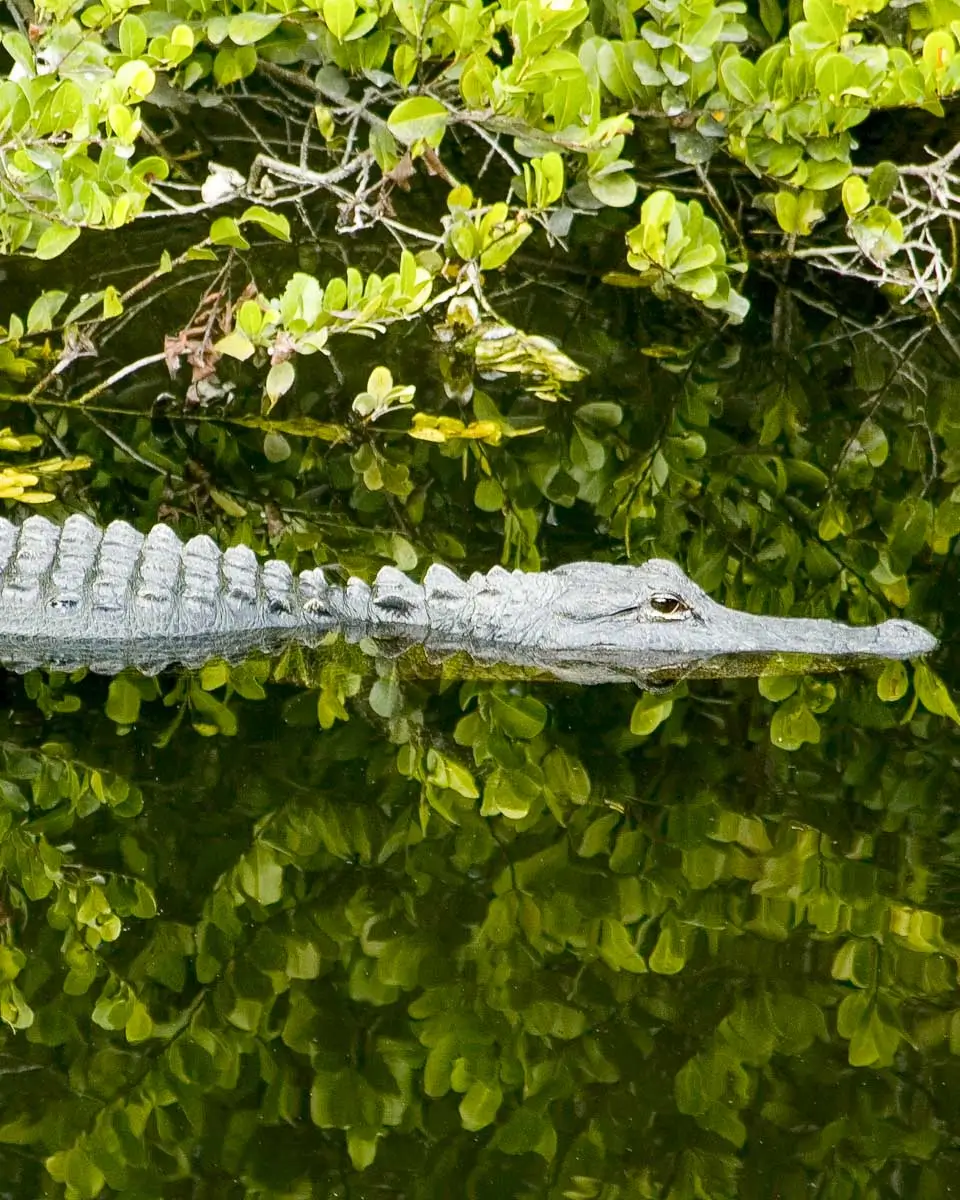 An alligator in the Everglades National Park on a tour from Miami, Florida
