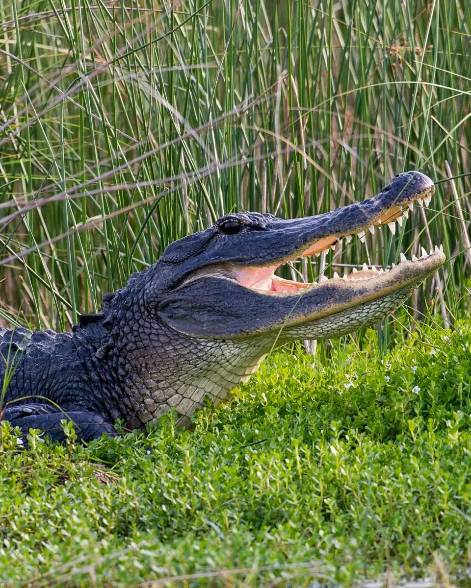An alligator spotted on a boat tour to Everglades from Miami, Florida