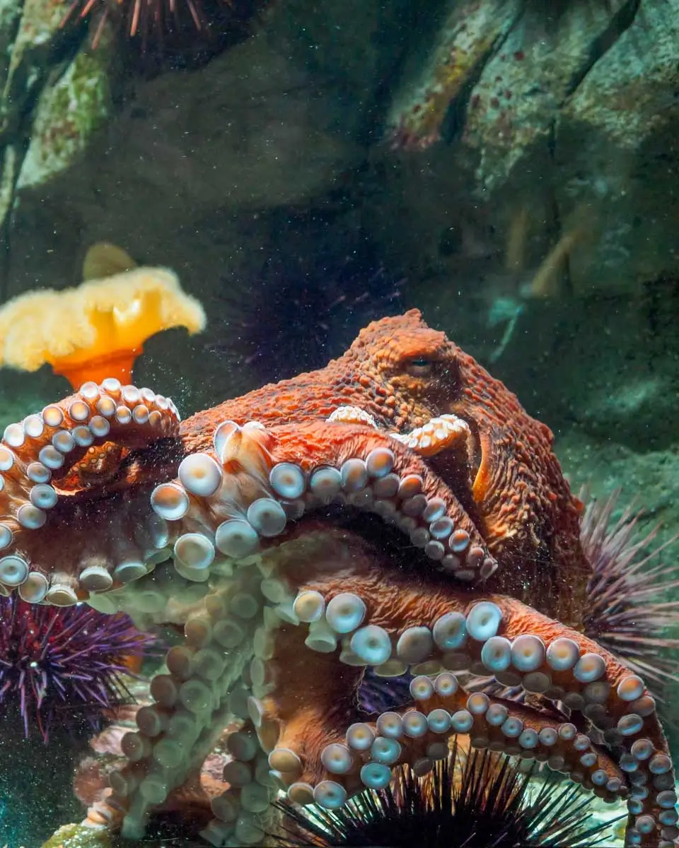 An octopus at the Alaska SeaLife Center in Seward Alaska