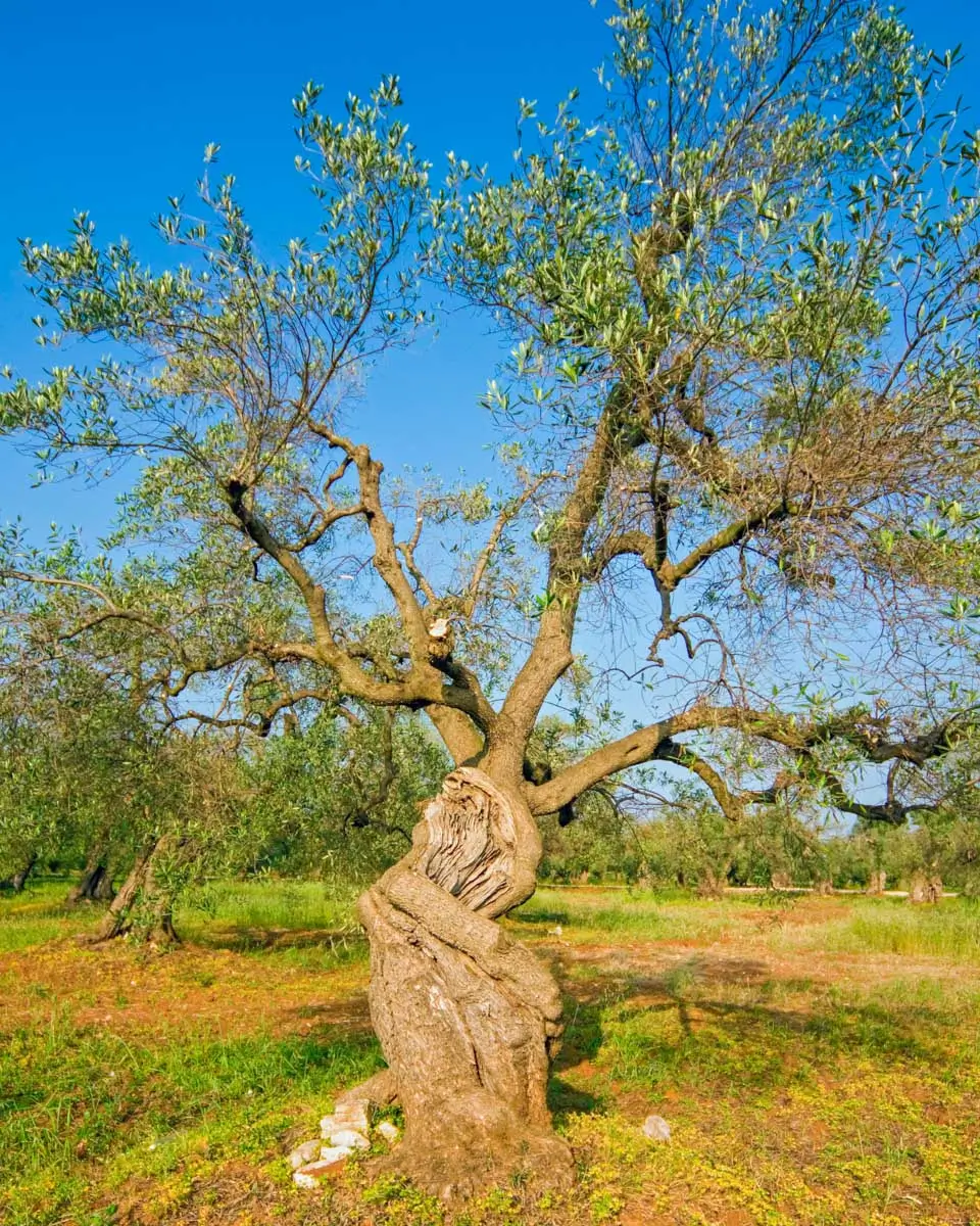 An old olive tree in the countryside of Lecce Italy