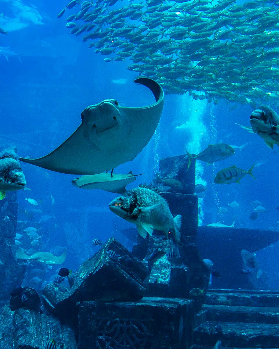 Aquarium-Restaurant in Nashville Tennessee