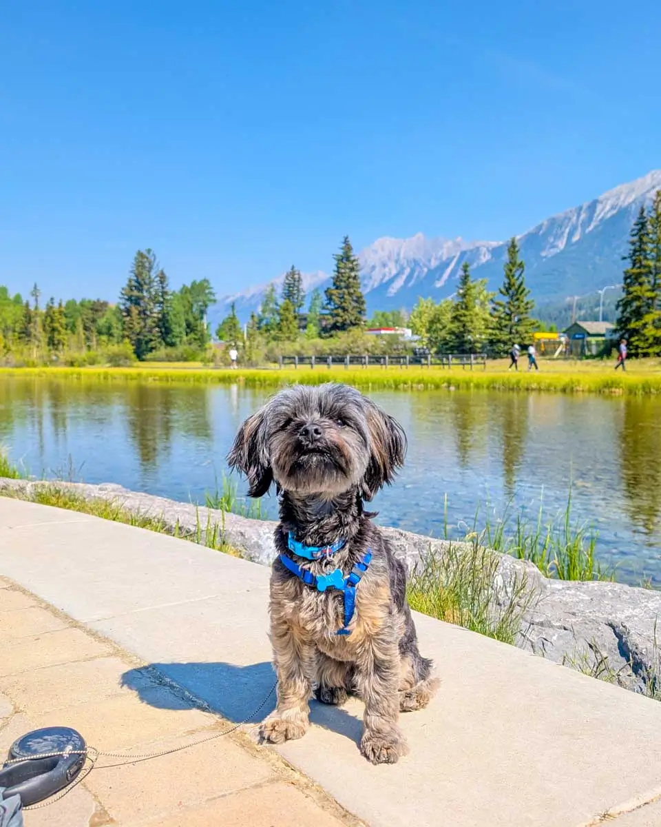 Bailey and Daniels dog seen while walking along Policeman's Creek in Canmore, Alberta, Canada 1