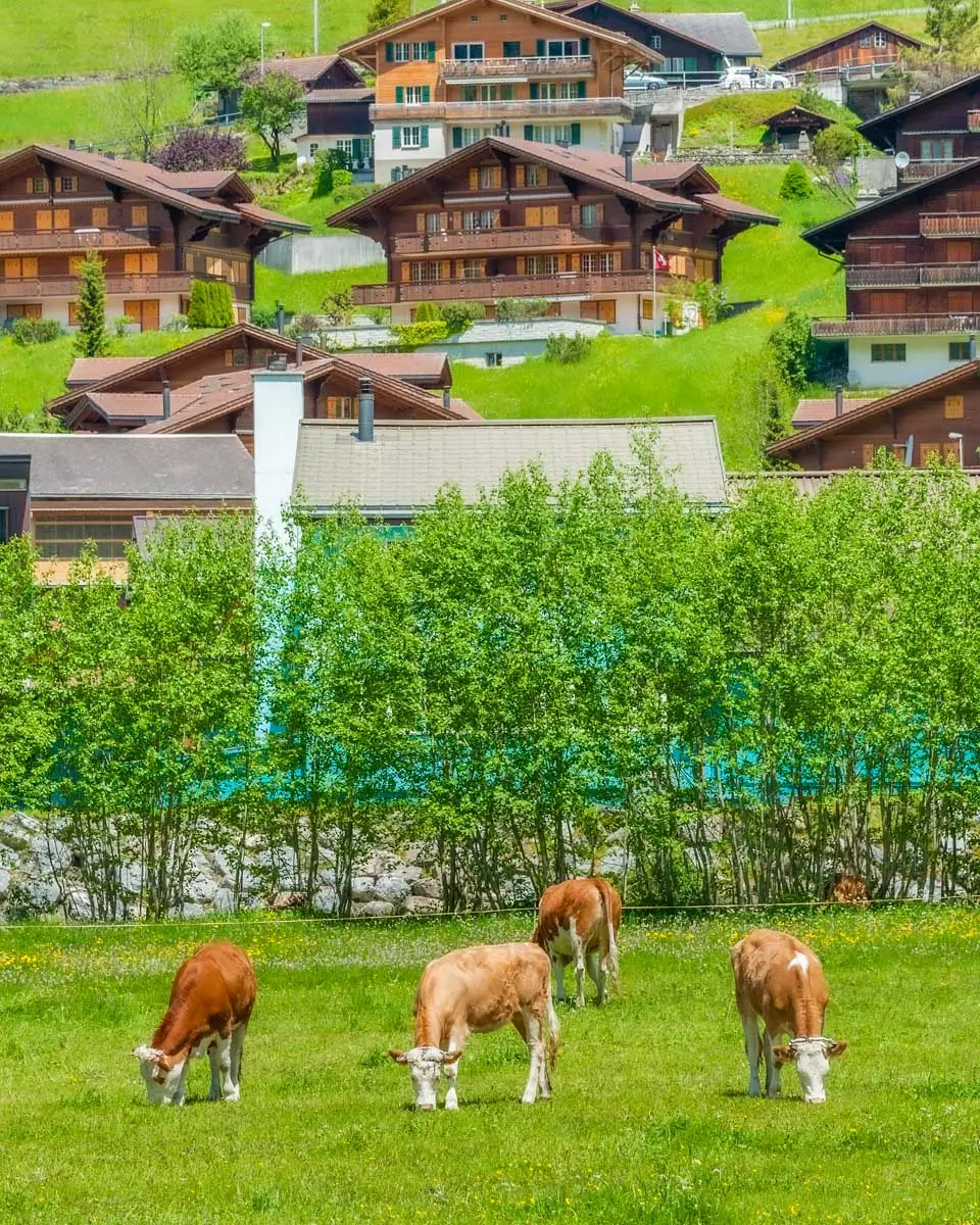 Cows seen grazing in Grindelwald Switzerland