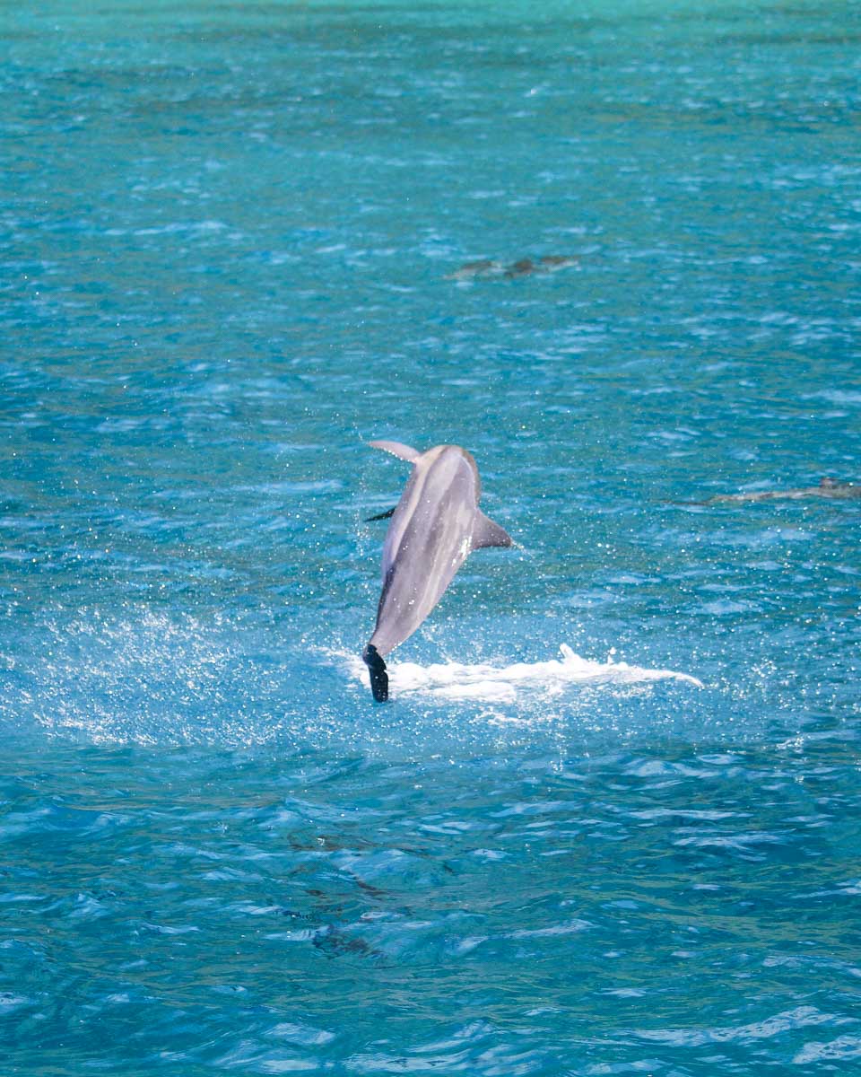 Dolphins seen on a catamaran sail tour in Waikiki, Hawaii