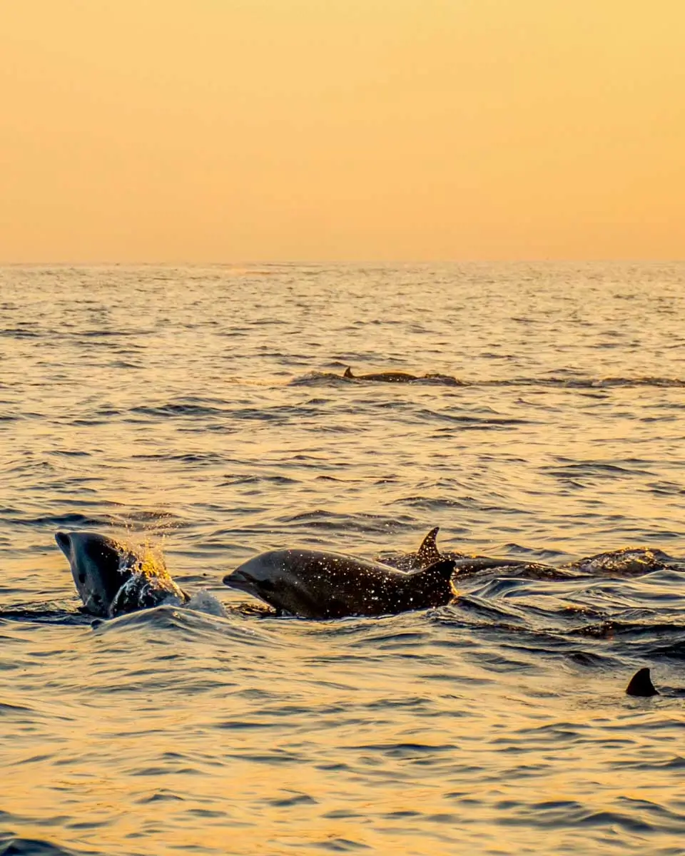 Dolphins seen on a sunset kayak tour from Virginia Beach, Virginia (1)
