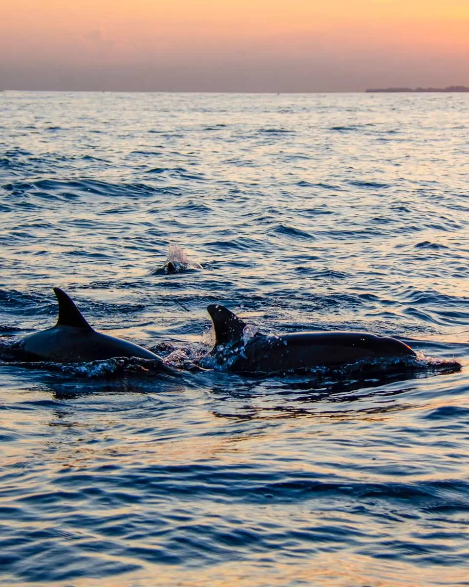 Dolphins seen on a sunset kayak tour from Virginia Beach, Virginia (2)