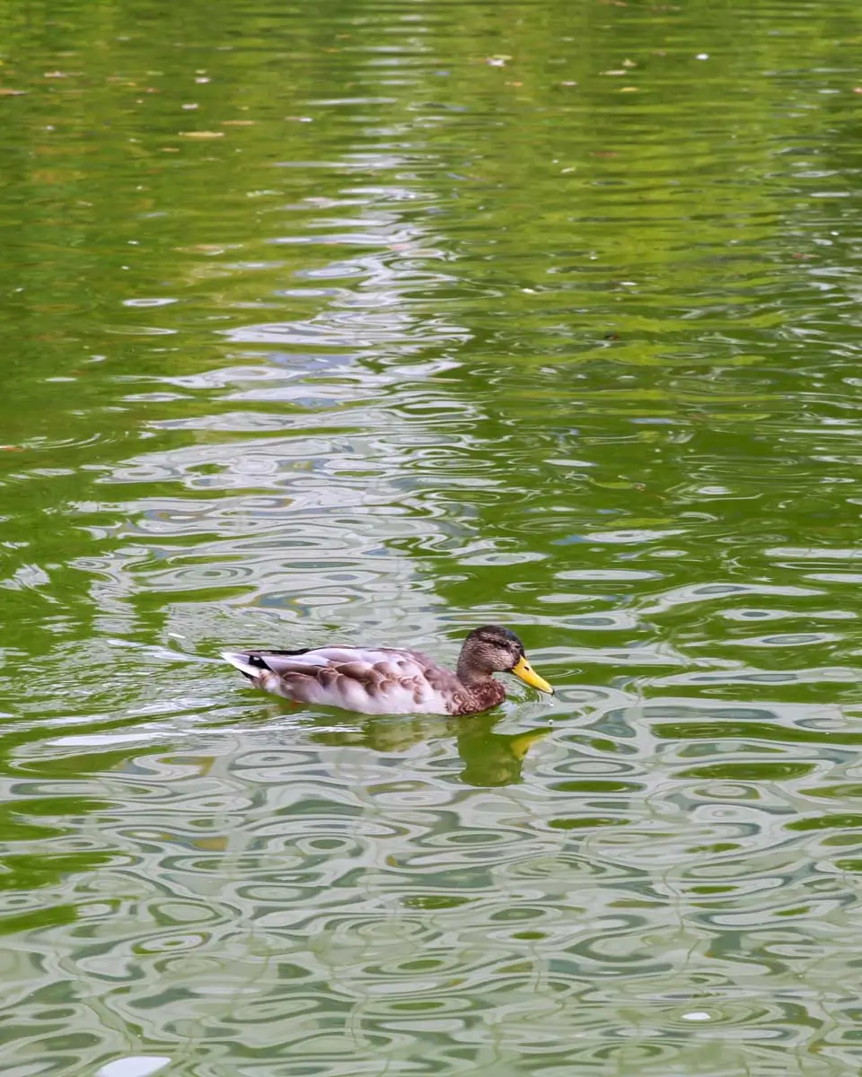Duck Pond near Salem Massachusetts