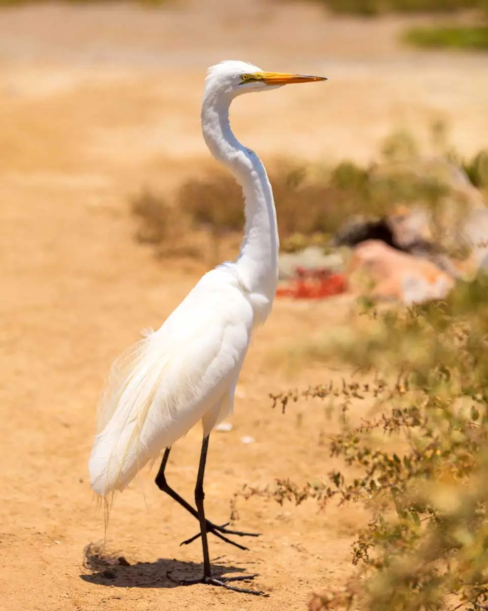 Egret spotted in Upper Newport Bay