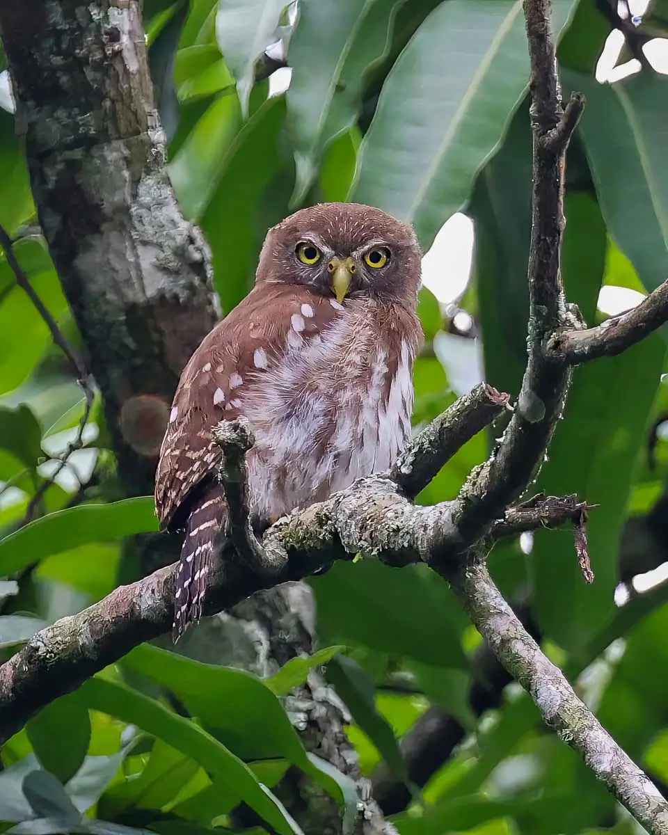 Ferruginous pygmy-owl spotted on a bird watching tour from Costa Maya