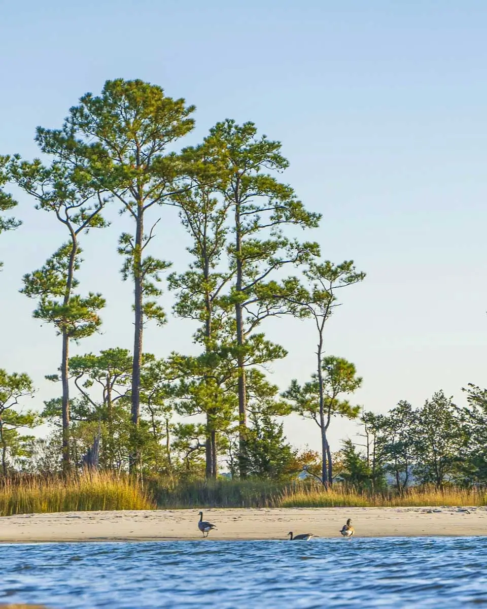 First Landing State Park Beach in Virginia Beach, Virginia 2