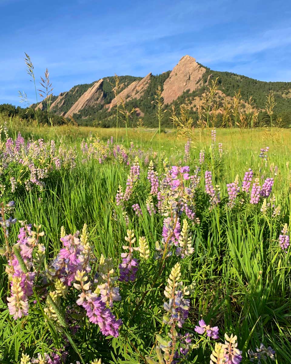 Flower with Flatiron Mountians in the background near Boulder Colorado