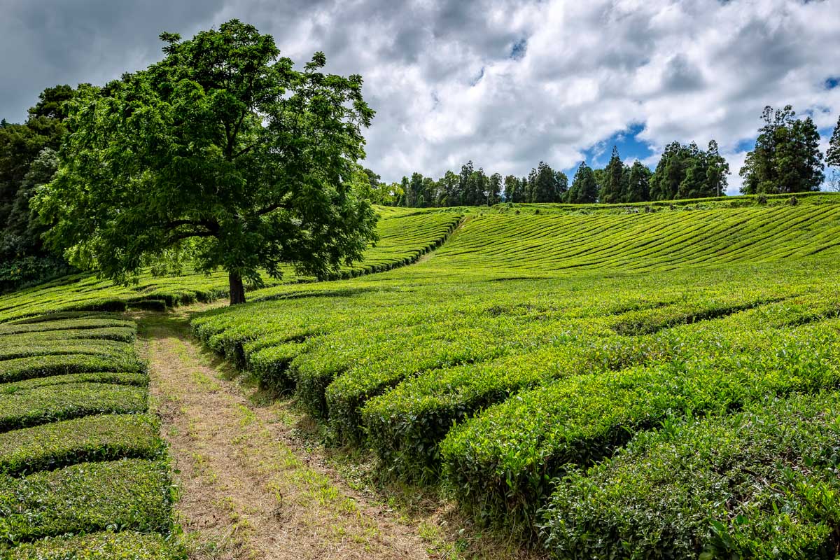 Gorreana-Tea-Plantation-in-Sao-Miguel-Portugal