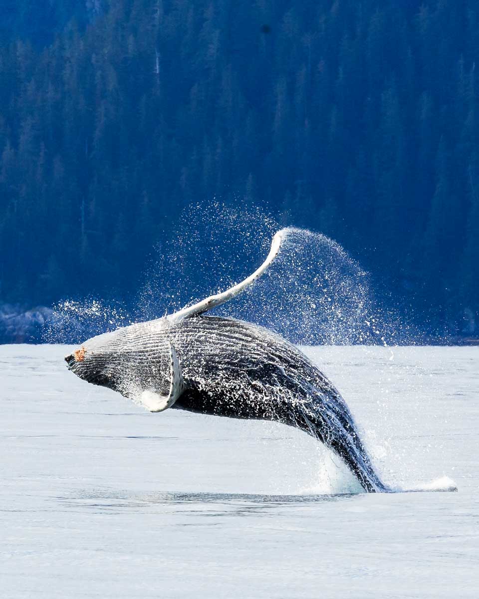 Hampback Whale breaching on a tour from Juneau Alaska