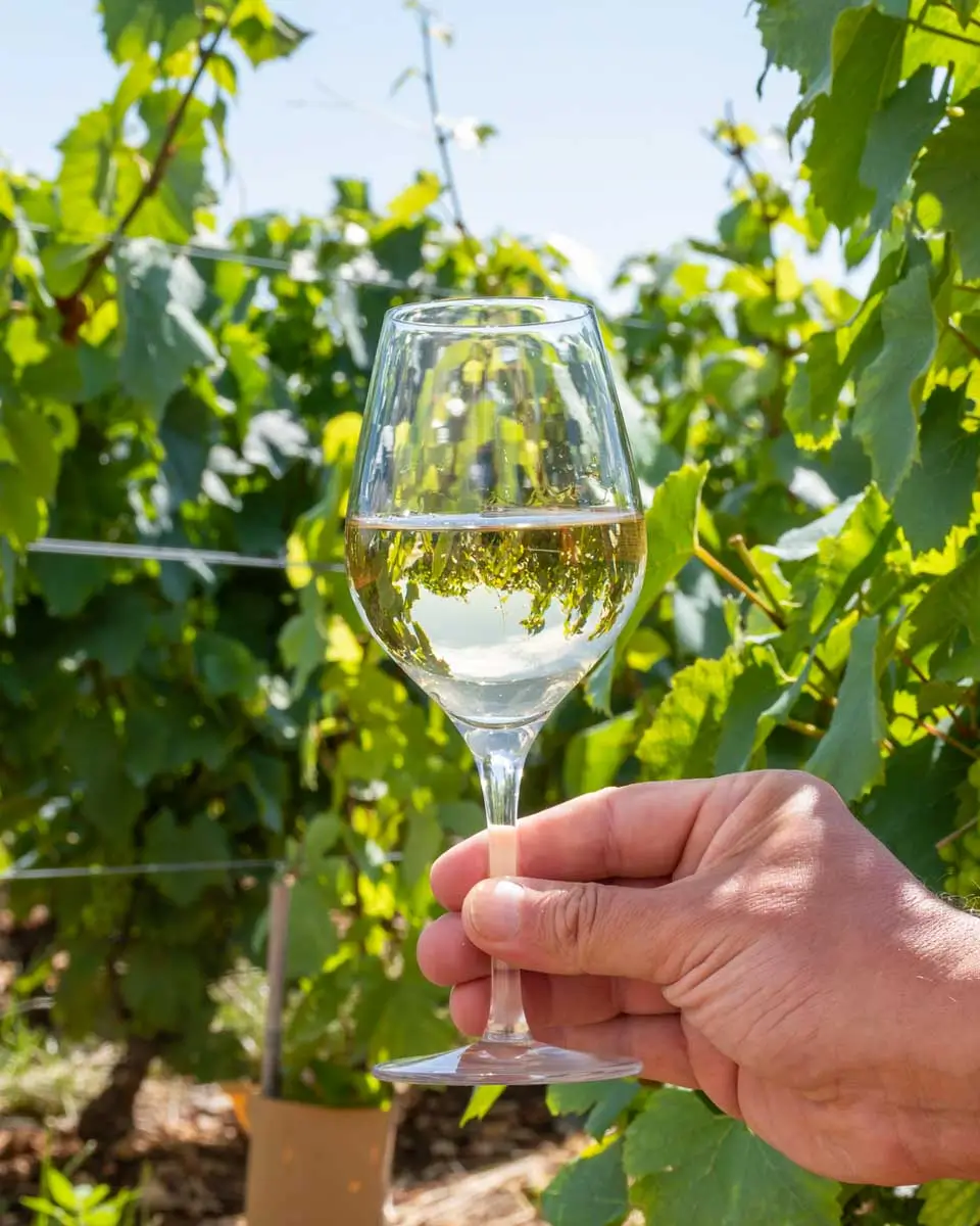 Holding a glass of white wine in a vineyard