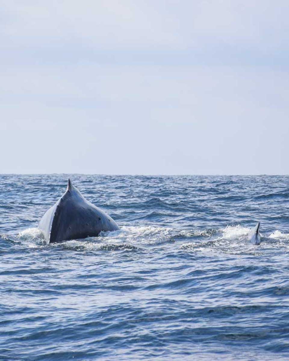 Humpback Whale spotted on a whale watching tour in Newport Beach